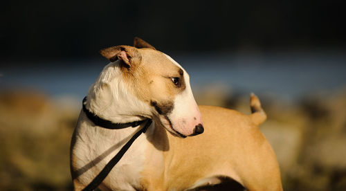 Close-up of dog outdoors