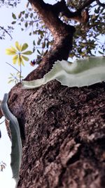 Close-up of white rose on tree trunk