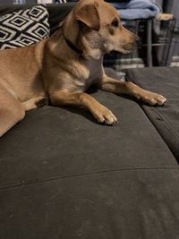 Dog sitting on floor