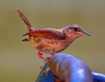 Close-up of bird perching on metal