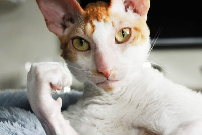 Close-up portrait of cat relaxing on bed