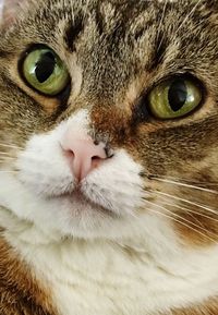Close-up of cat