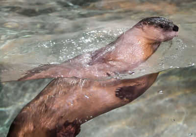 High angle view of otter swimming in sea