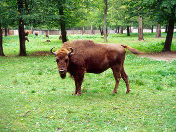 Bison standing on grassy field against trees