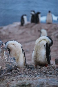 Magic nature in antarctic