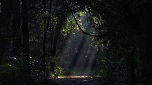 In the midst of lush and steamy jungle 