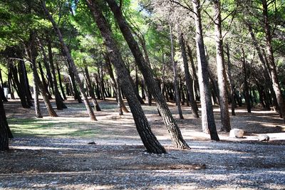 Trees growing in sunlight