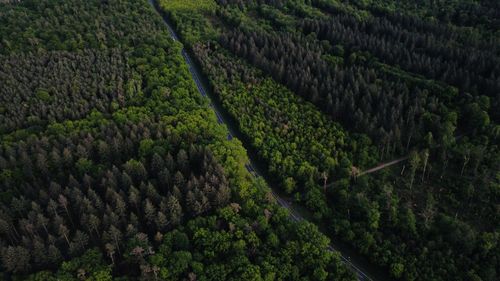 High angle view of a street in a forest 