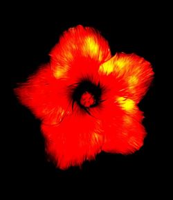 Close-up of red flower against black background