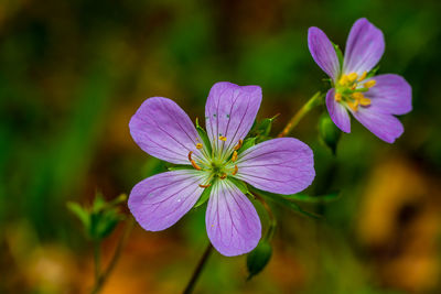 Close-up of purple flowering plant