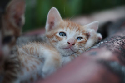 Close-up portrait of a kitten