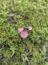 Close-up of mushroom growing on field