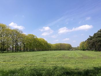 Trees on field against sky