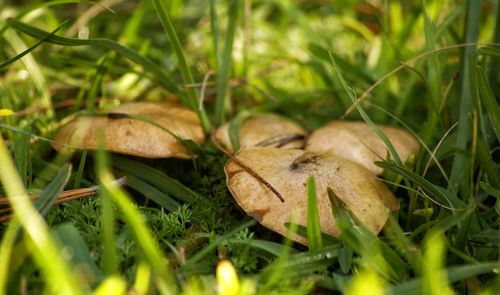 Close-up of grass growing on field