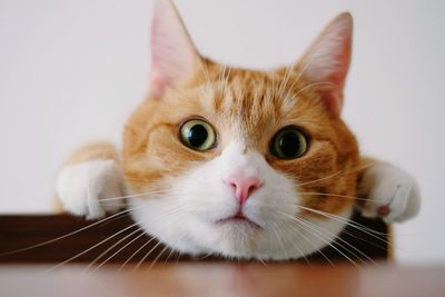 Portrait of surprised ginger cat against white wall at home