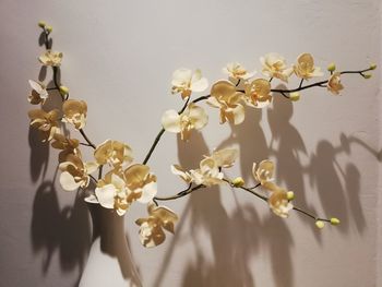 Close-up of flowering plant against white background