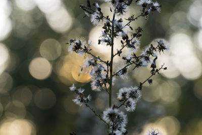 Close-up of plant