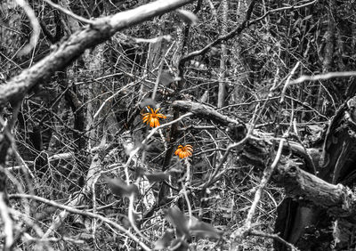 Full frame shot of caterpillar on tree