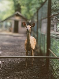Portrait of deer standing on field