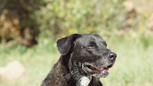 Close-up of black dog