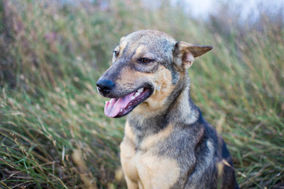 Close-up of dog on field