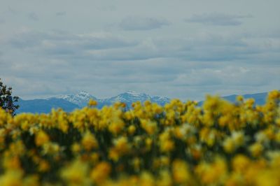 Yellow flowers growing in field against cloudy sky