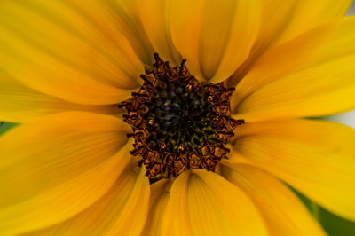 Close-up of sunflower blooming outdoors