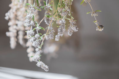 Close-up of frozen plant