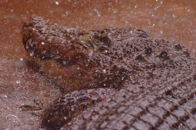 Close-up of crocodile in rain