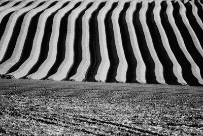 High angle view of shadow on zebra
