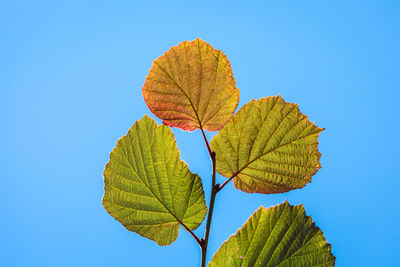 Low angle view of hazelnut plant against clear blue sky