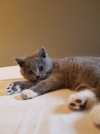 Portrait of cat lying on bed