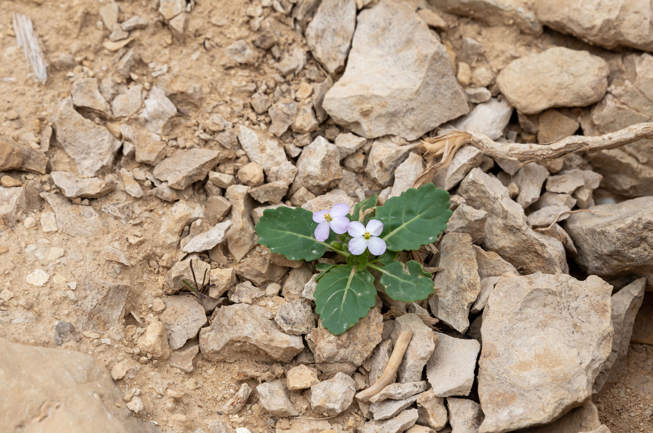 soil, nature, leaf, plant part, plant, flower, no people, beauty in nature, growth, high angle view, day, fragility, outdoors, land, close-up, flowering plant, green, rock, dry, freshness, field