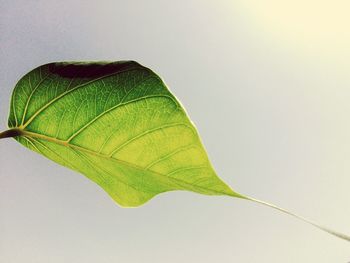 Close-up of green leaf against white background