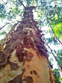 Low angle view of tree trunk in forest