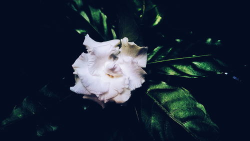 Close-up of white flowers