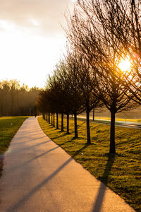 Road passing through trees