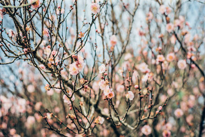 Close-up of cherry blossoms in spring