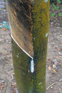 Close-up of tree trunk