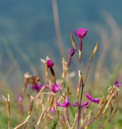 Close-up of pink flowering plant on field