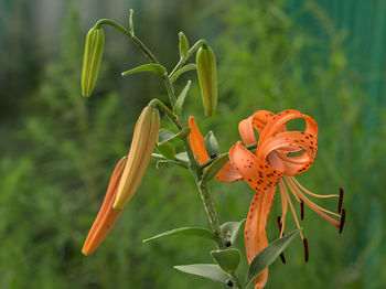 Close-up of orange lily blooming outdoors