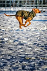 Side view of italian greyhound running on snow covered field