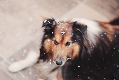 Close-up of wet dog