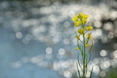 Close-up of flowering plant against blurred background