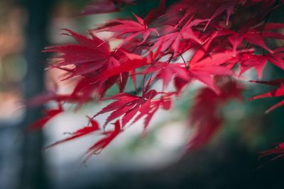 Close-up of red maple leaves