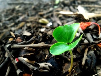 Close-up of crab on plant