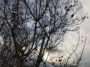 Low angle view of bare tree against sky