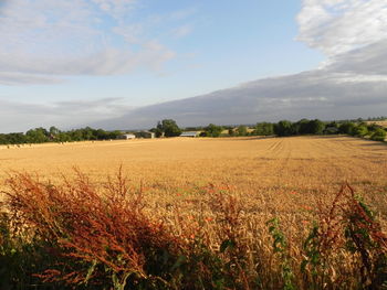 Scenic view of field against cloudy sky