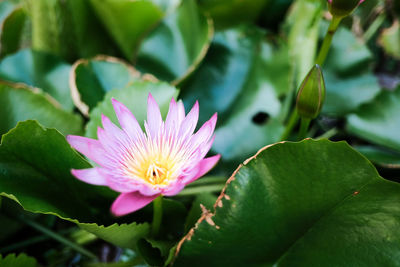 Close-up of pink lotus water lily