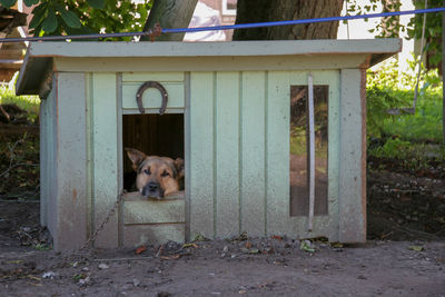 Portrait of a dog